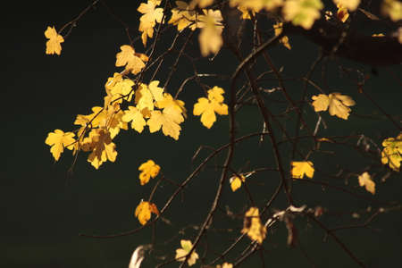 Maple Leaves in Autumnの写真素材