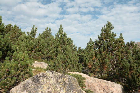 mountain pine in Pyrenees, Pinus uncinataの写真素材