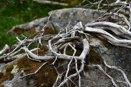 Branches of whitened and tortuous woodの写真素材