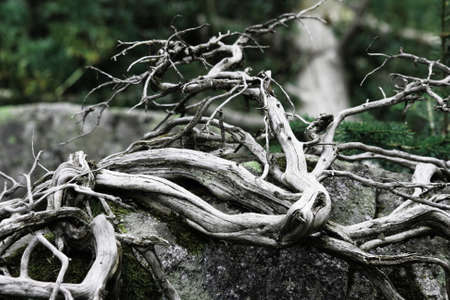 Branches of whitened and tortuous woodの写真素材