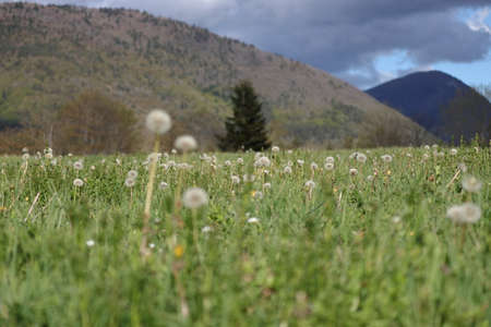 Meadow and dandelions in spring, Pyrenees, Aude in south of Franceの写真素材