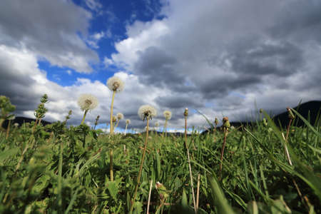 Meadow and dandelions in spring, Pyrenees, Aude in south of Franceの写真素材
