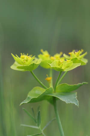 Spurge of nice bloom, Euphorbia nicaeensis