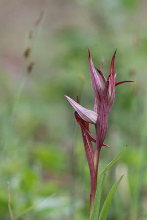 Flower of Serapias, mediterranean orchid.の写真素材