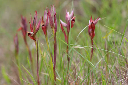 Flower of Serapias in meadow, mediterranean orchid.の写真素材