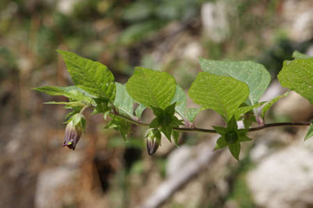 belladonna or deadly nightshade, Atropa belladonna