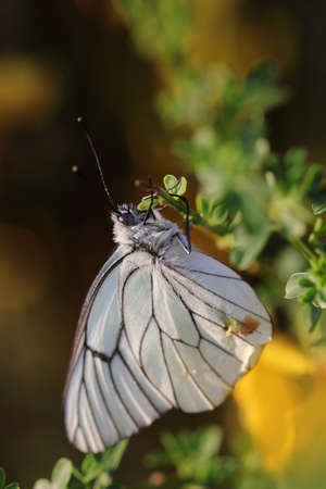 black-veined white butterfly, Aporia crataegiの写真素材