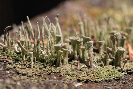 thallus and apothecium of cup lichen or cup moss, Cladoniaの写真素材