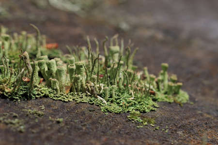 cup lichen or cup moss, thallus and apothecium of Cladonia