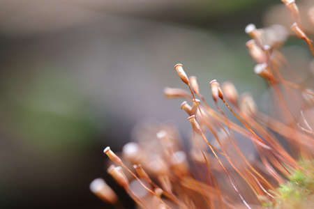 Sporangium of mossの写真素材