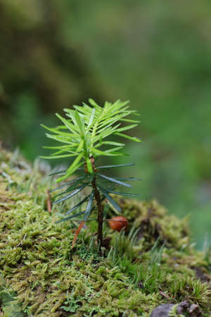 Young fir in forestの写真素材
