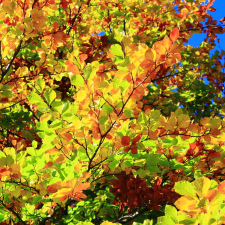 Autumn foliage background