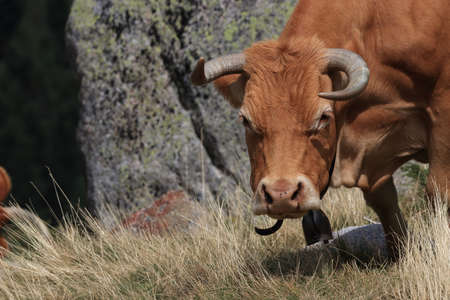 Cow redhead in a Pyrenean pasture, Occitanie in south of Franceの写真素材