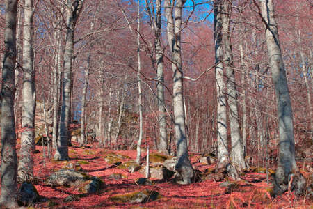 Pyrenean Forest in winter, Franceの写真素材