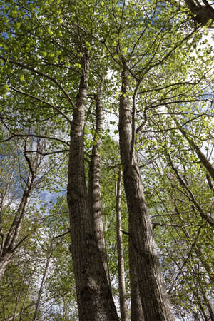 Pyrenean forest in spring, France