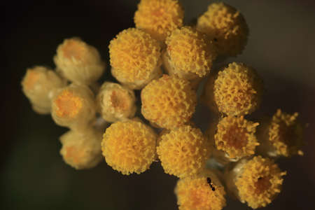 Curry plant flower, Helichrysum italicumの写真素材