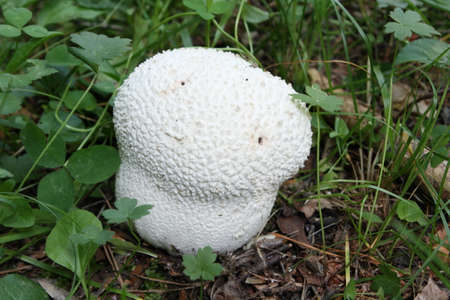common puffball or warted puffball, Mushroom in forest, Lycoperdon perlatum