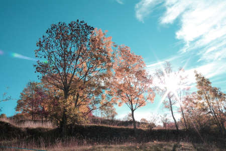 Tree in autumn with shining sun in Pyrenees in south of Franceの写真素材