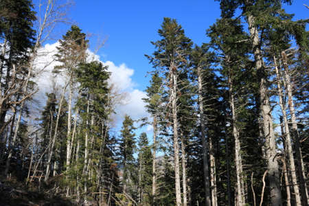 Forest of silver fir tree in Pyrenees, Abies alba