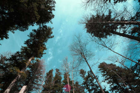 Forest of silver fir tree in Pyrenees, Abies albaの写真素材