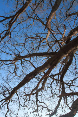 Tree oak, branch and trunk in winter