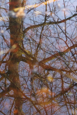 Reflection of Tree oak in water, branch and trunk in winterの写真素材