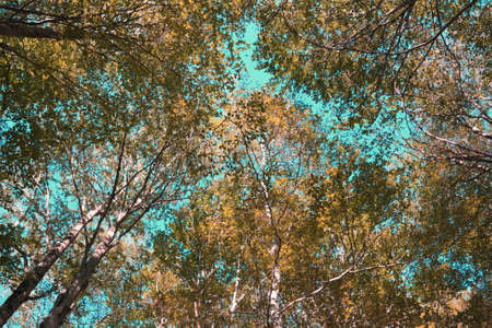 Autumnal Forest of beech tree in Pyrenees, Franceの写真素材