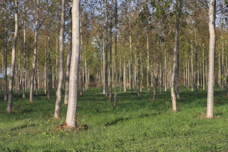 Plantation of poplar in Aisne, Picardie region fo Franceの写真素材