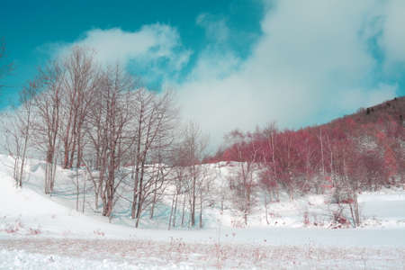 Forest in winter, Pyrenees, Franceの写真素材