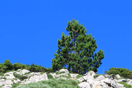 Mountain pine in Pyrenees, Pinus uncinataの写真素材