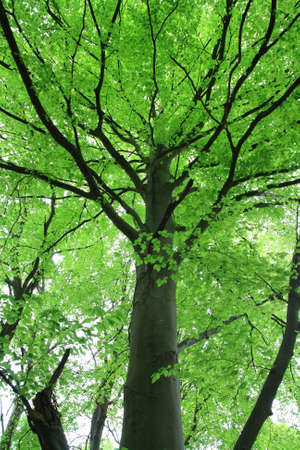 Foliage of beech tree in springの写真素材