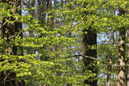 Foliage of beech tree in spring