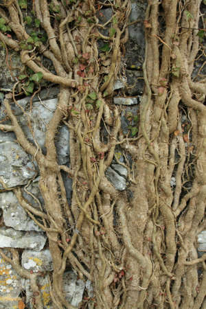 roots of ivy on stone wall