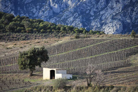 isolated cabin in mediterranean vineyard in Fenouilledes. Pyrenees orientales in south of France