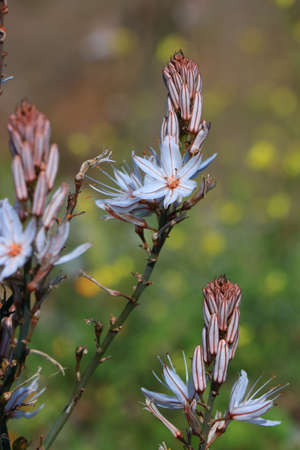 Asphodel flower, mediterranean plant also call asphodelusの写真素材