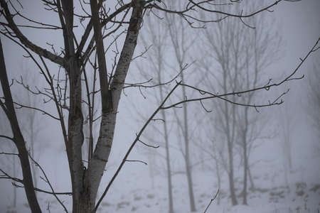 Trunks and tree branches in the mist in winterの写真素材