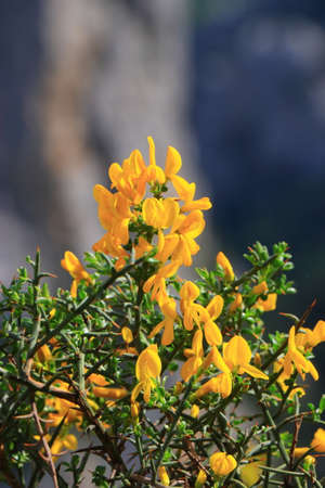 scorpion broom flowers  also call  genista scorpius, mediterranean plantの写真素材