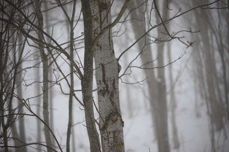 Trunks and tree branches in the mist in winterの写真素材