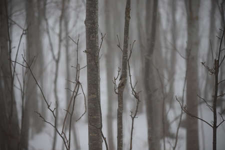 Trunks and tree branches in the mist in winterの写真素材