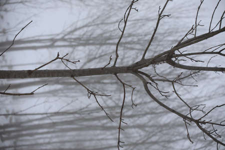 Trunks and tree branches in the mist in winterの写真素材