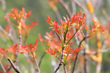 Branch of tree with red leavesの写真素材