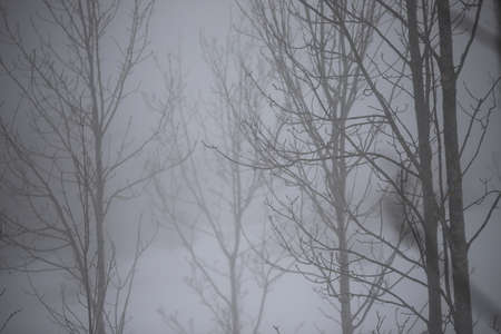 Trunks and tree branches in the mist in winterの写真素材