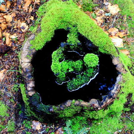 Water in a trunk covered with moss in the forestの写真素材