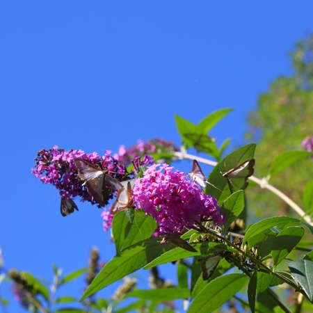 box tree moth butterflies eating nectar on the flowers of a butterfly-bush.  Cydalima perspectalis  is an invasive species destroying boxwood .の写真素材