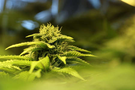 Cannabis bud showing resin glands and pistil on flowerの写真素材