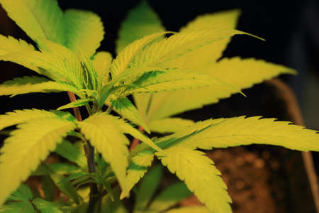 young plant and leaves of cannabis