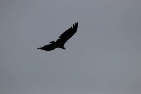 griffon vulture flight, gyps fulvus specie in Pyrenean sky