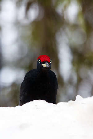 The black woodpecker (Dryocopus martius) portrait on the snow