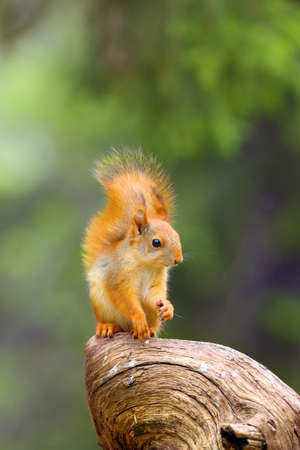 The red squirrel or Eurasian red sguirrel (Sciurus vulgaris) sitting in the scandinavian forest. Squirrel in a typical environment.の写真素材