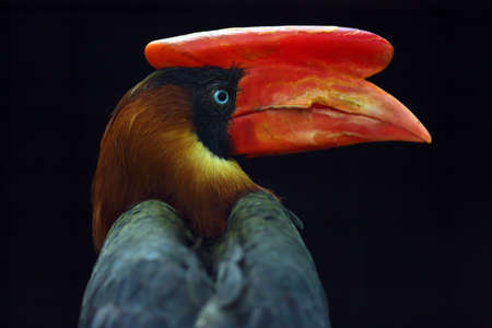 The rufous hornbill (Buceros hydrocorax), also known as the Philippine hornbill and locally as a kalaw, portrait with dark background.Portrait of a large hornbill with a red beak.の写真素材